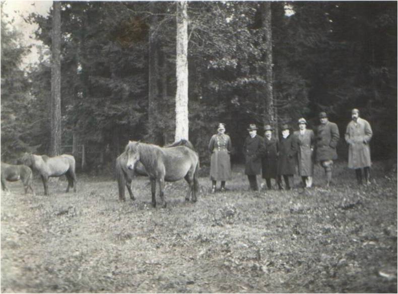 Zdjęcie podpisane:'W rezerwacie Koników. Białowieża, 5.X.1936, fot. Tadeusz Vetulani'