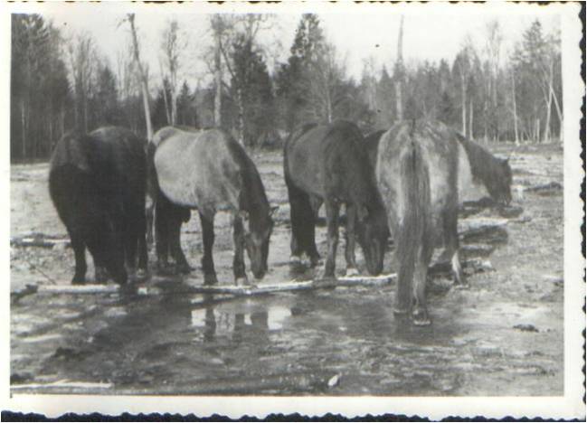 Female foals  in the zone V. Picture by Dr. W. Folejewski. 12.I.1951.