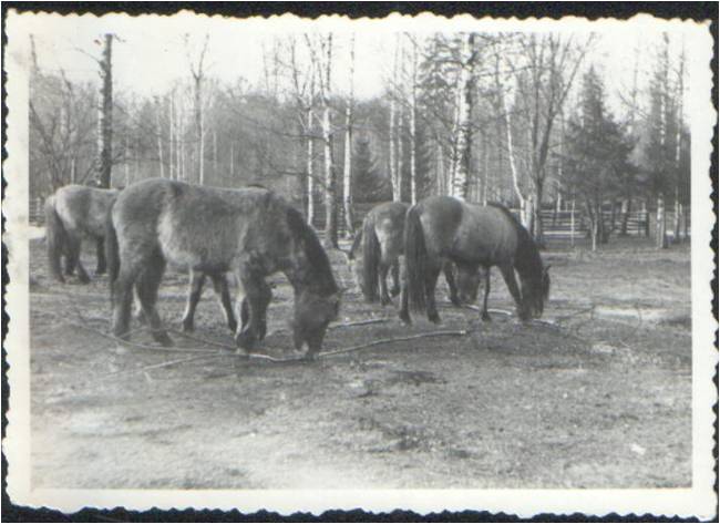 Male foals (colts) in the zone II at gnawing a bark of goat willow (Salix Caprea L.). Picture by Dr. W. Folejewski. 12.I.1951.