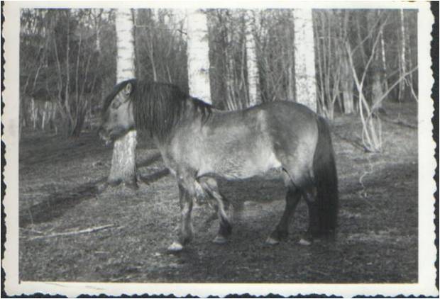 The stallion 'Gordyj białowieski' in the zone IV. Białowieża, 12.I.1951. Picture by Dr. W. Folejewski