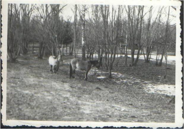 Male foals 'Turkuć białowieski' followed by 'Bajko' in the zone II. Białowieża, 12.I.1951. Picture by Dr. W. Folejewski