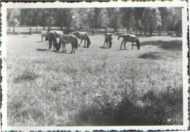 Male and female foals together with the old mare 'Grazyna' in the zone III. Białowieża,June 1, 1951. Picture by Prof. Dr. T. Vetulani 
