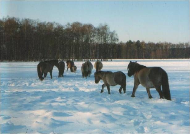 The herd of  'Osowiec', Wielka Łąka, Popielno-reserve