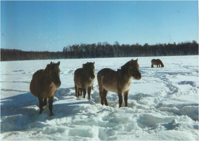 Mares of the herd  of 'Nacios', Wielka Łąka (1996), Popielno-reserve