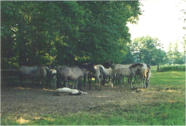Mares from the stable-group with foals on the field, Popielno