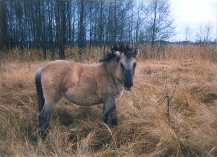 Młoda klacz z tabunu 'Tulipana' (późna jesień 1995), Popielno-rezerwat