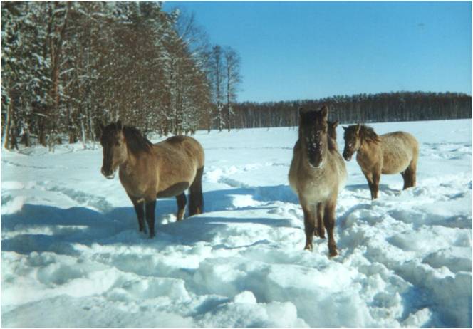 Mares from the herd of  'Osowiec', Popielno-rezerwat