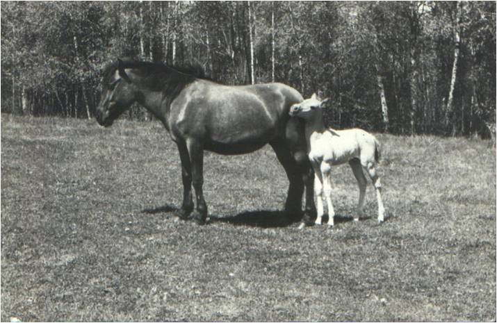 Klacz 'Pigwa' z córką 'Poziomka' (po Oszczepie) (1964). Fot. M. Jaworowska.